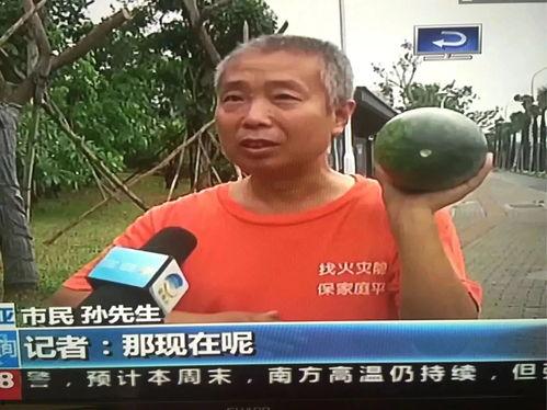 社会热点事件视频 吃瓜,一场吃瓜群众的狂欢与反思